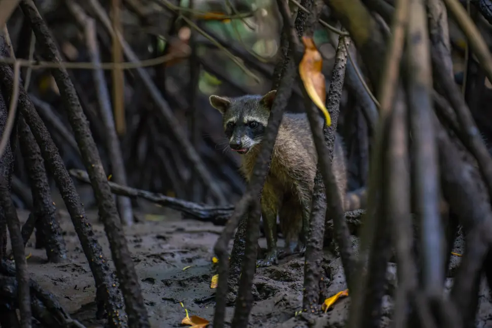 Estuary-boat-tour-tamarindo